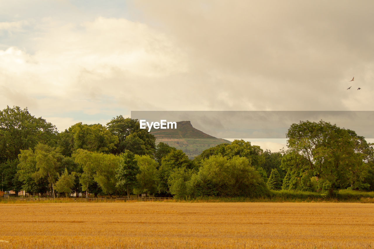 TREES ON FIELD AGAINST SKY