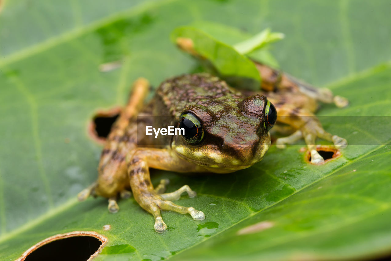 CLOSE-UP OF FROG ON GREEN LEAVES