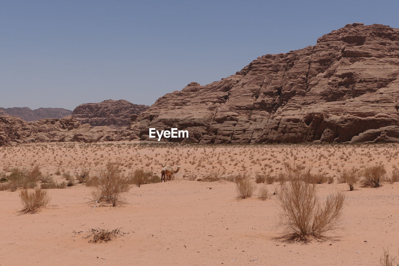 Scenic view of desert against clear sky in wadi rum and camels 