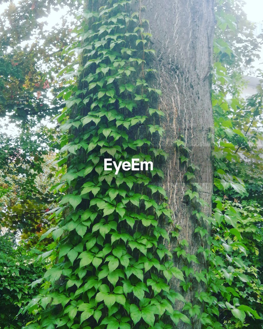 LOW ANGLE VIEW OF TREE TRUNK