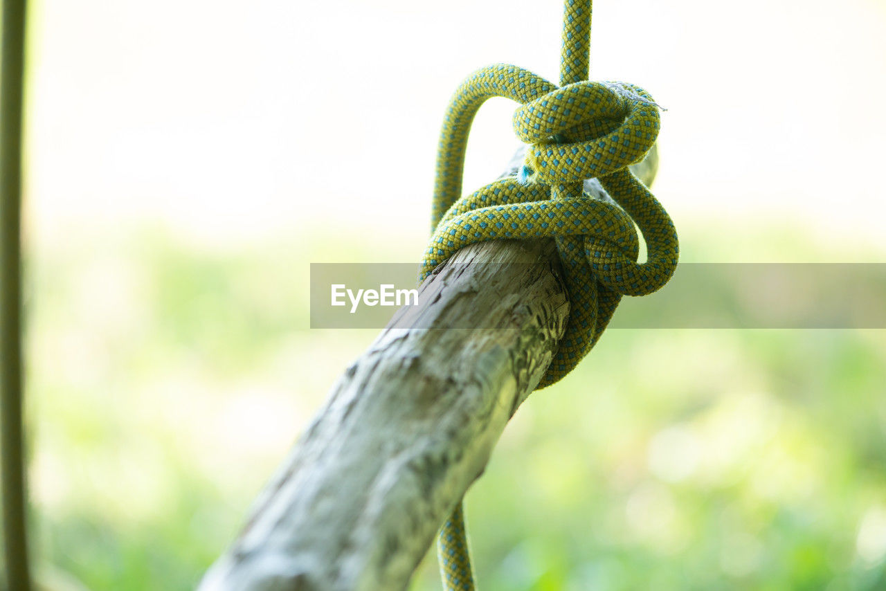 green, close-up, focus on foreground, branch, plant, nature, no people, animal themes, leaf, animal, day, tree, snake, outdoors, macro photography, one animal, plant stem, flower, animal wildlife, reptile