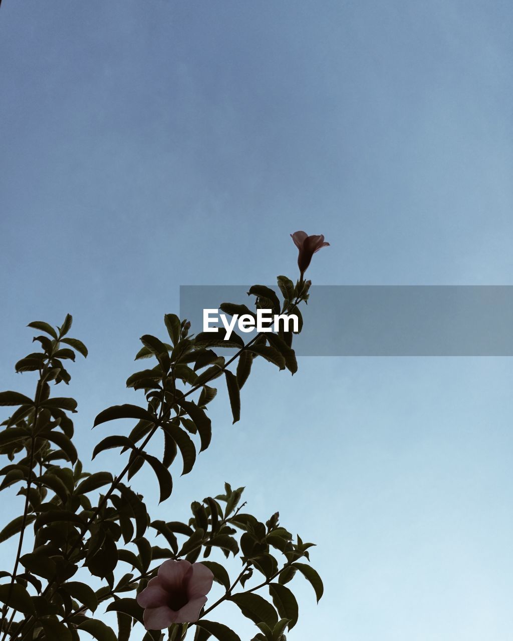 LOW ANGLE VIEW OF BIRD ON TREE AGAINST SKY