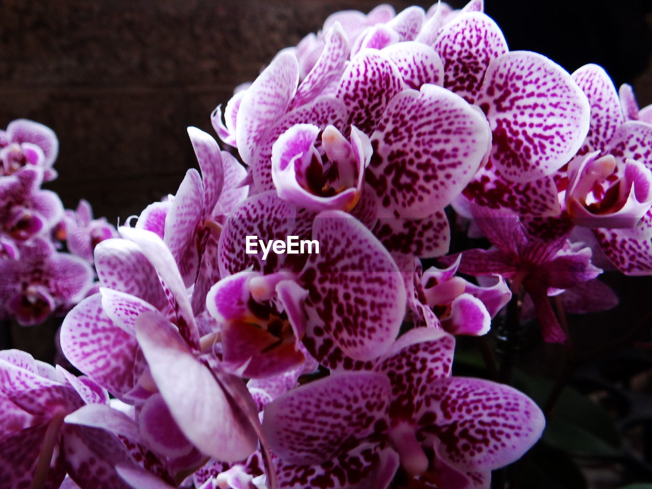 Close-up of pink orchids