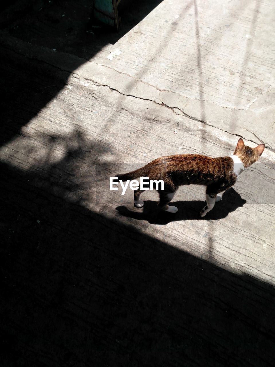 HIGH ANGLE VIEW OF KITTEN IN SHADOW ON FLOOR