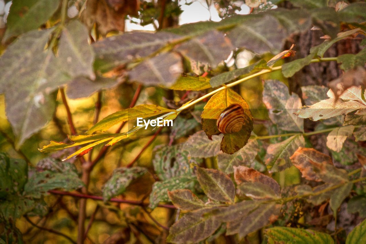 CLOSE-UP OF SNAILS ON PLANT