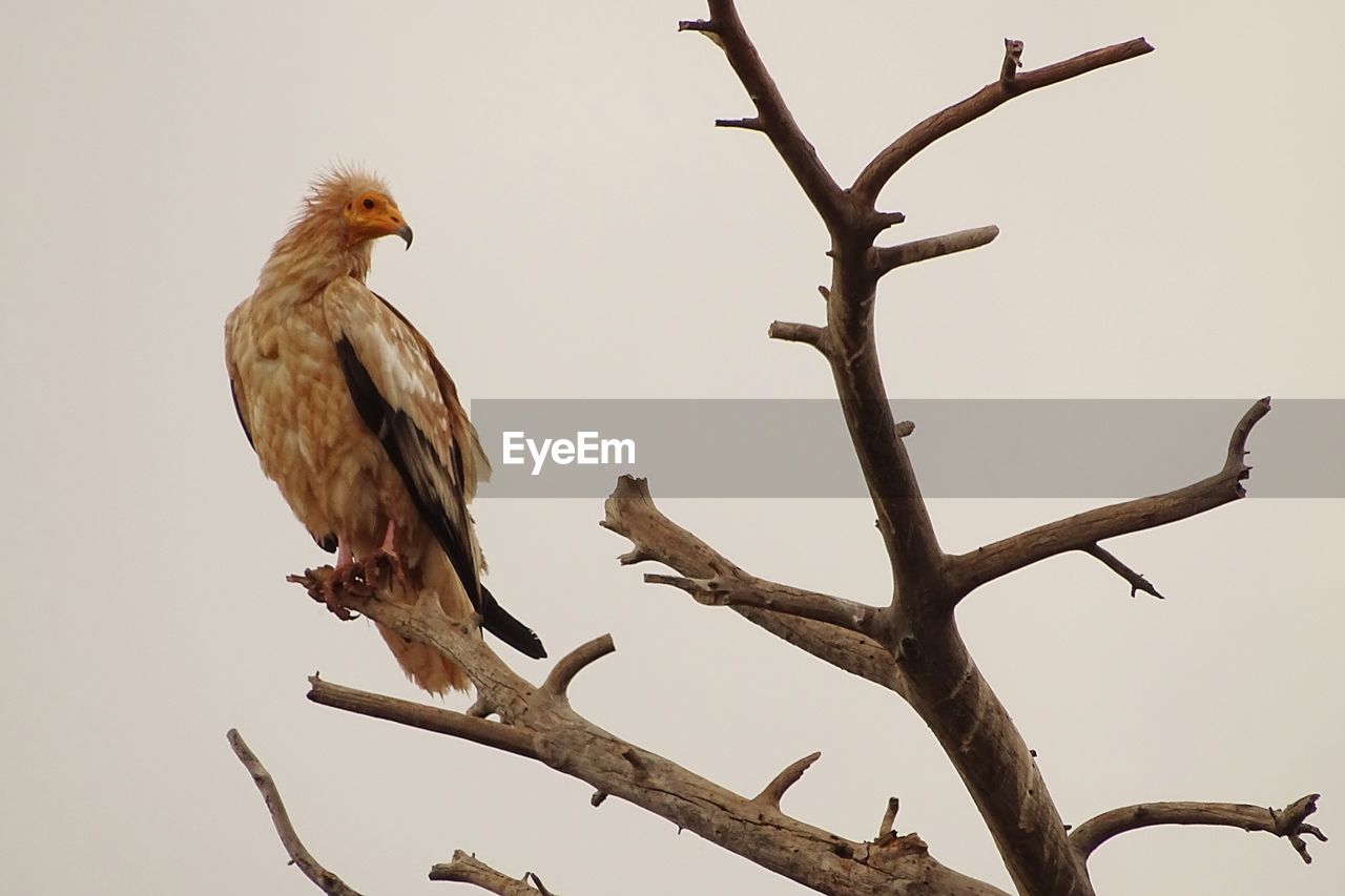 LOW ANGLE VIEW OF BIRD PERCHING ON TREE