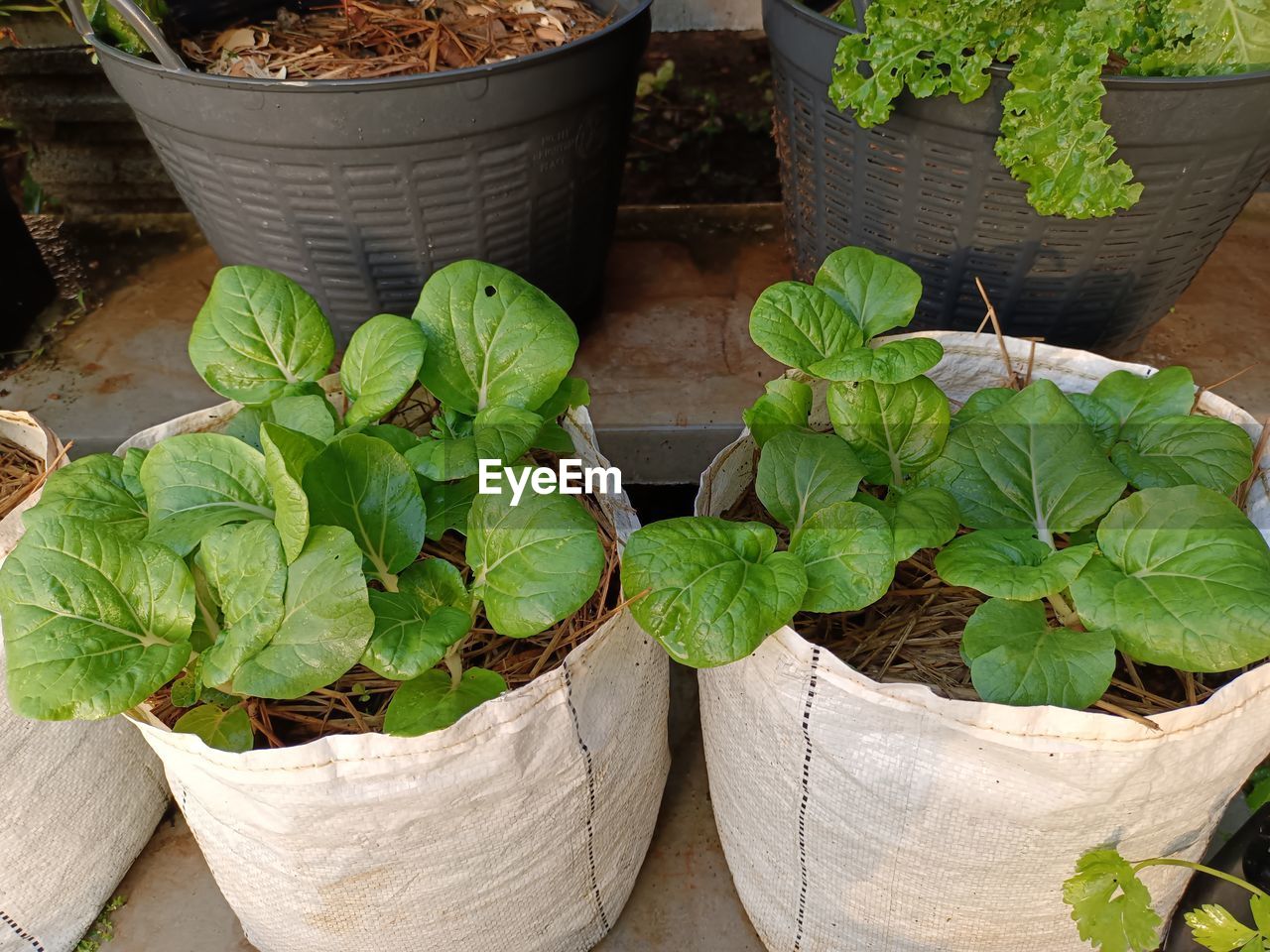 Greenhouse Community Garden Agriculture Vegetable High Angle View Leaf Plant Vegetable Garden Planting