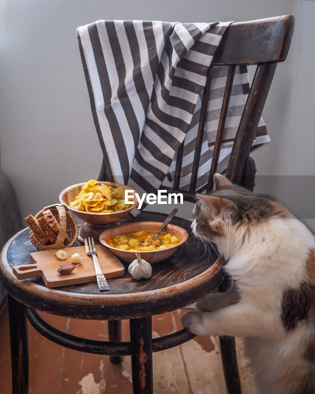 A fluffy cat looks with interest at a chair with a covered dinner