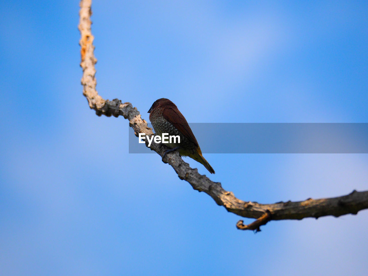 LOW ANGLE VIEW OF A LIZARD AGAINST THE SKY