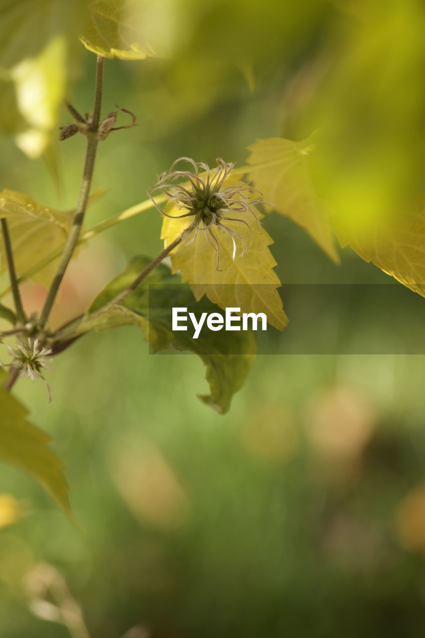 yellow, plant, nature, sunlight, green, flower, beauty in nature, leaf, flowering plant, close-up, fragility, freshness, growth, macro photography, focus on foreground, autumn, blossom, branch, no people, plant part, outdoors, animal, insect, selective focus, animal wildlife, animal themes, day, wildflower, tree, flower head, wildlife, one animal, springtime, petal, plant stem, produce