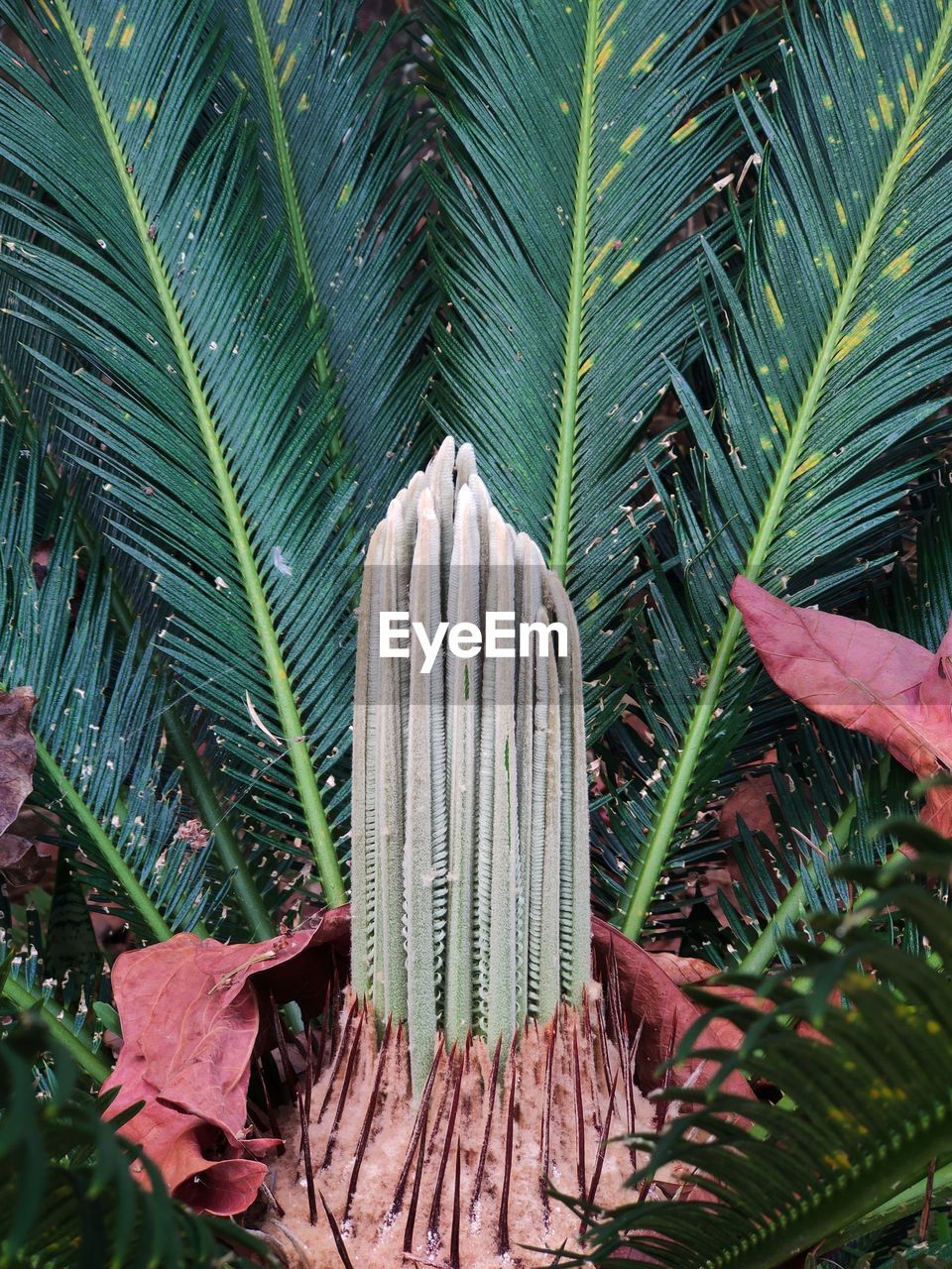 plant, growth, leaf, plant part, nature, green, flower, beauty in nature, tree, no people, day, palm tree, tropical climate, close-up, palm leaf, outdoors, tropics, land, garden, jungle, tranquility, botany