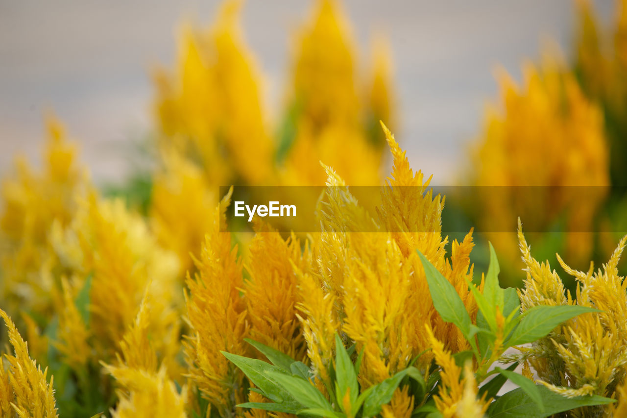 yellow, plant, flower, growth, agriculture, nature, landscape, crop, rural scene, field, land, beauty in nature, freshness, no people, green, close-up, cereal plant, environment, flowering plant, farm, sky, food, vibrant color, outdoors, plant part, food and drink, leaf, sunlight, day, summer, focus on foreground, macro photography, autumn, grass, selective focus, meadow, springtime, multi colored, scenics - nature, backgrounds