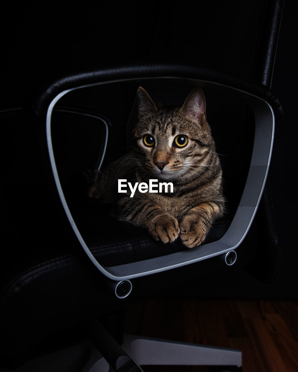 Cat lying on an office chair, studio image, dark mood