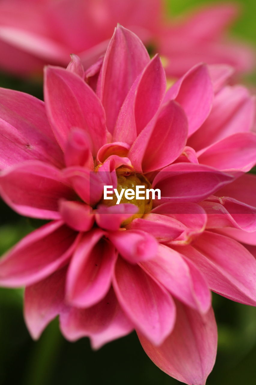 CLOSE-UP OF PINK ROSE FLOWER