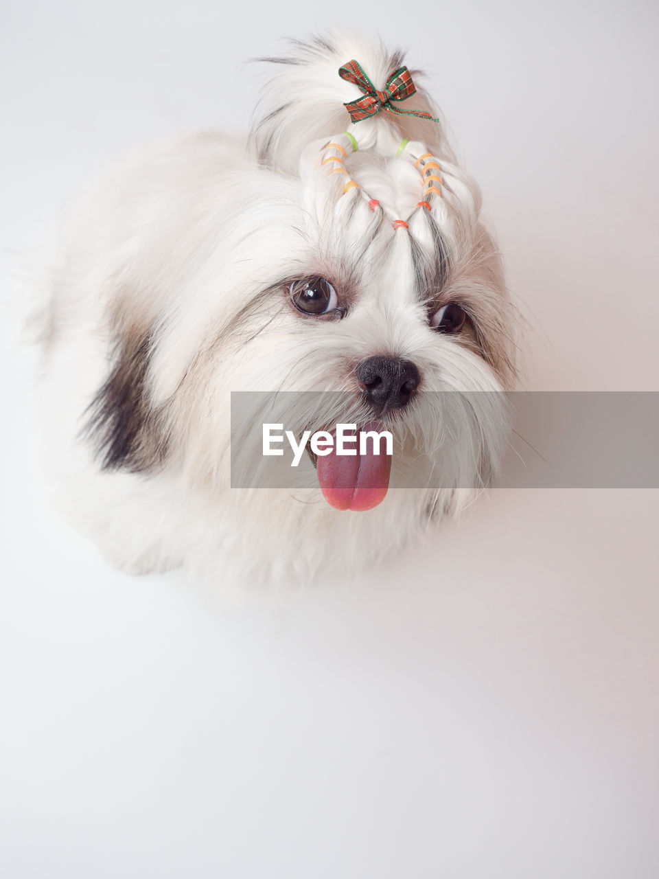 pet, one animal, animal, animal themes, domestic animals, mammal, pink, canine, dog, white, portrait, cute, studio shot, indoors, animal hair, lap dog, animal body part, close-up, no people, looking at camera, white background, carnivore, maltese, skin, flower, young animal