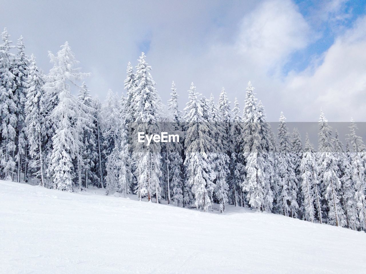 Pine trees on snow covered field against cloudy sky