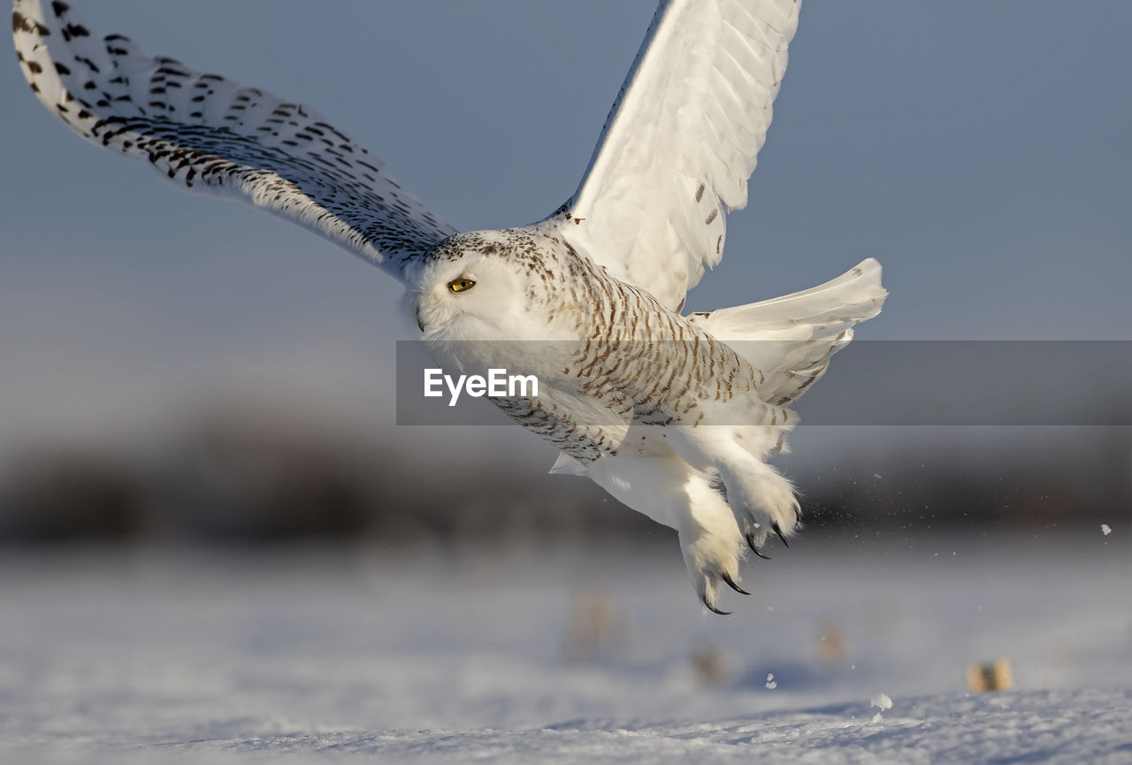 SEAGULL FLYING IN A BIRD