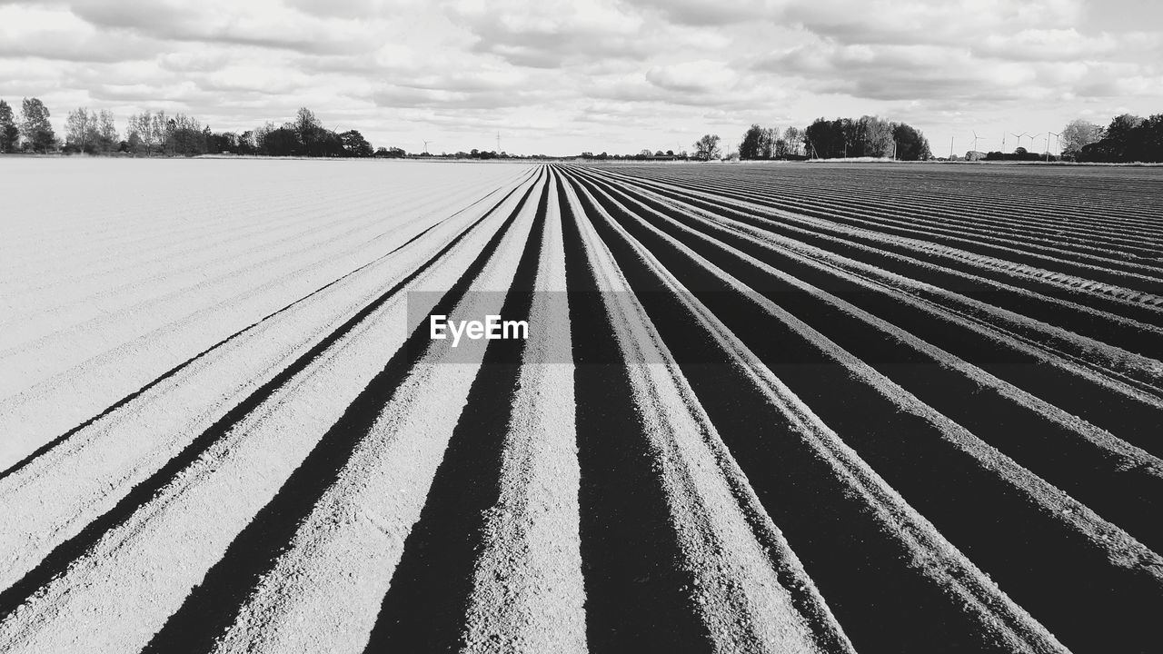 Potato field in black and white