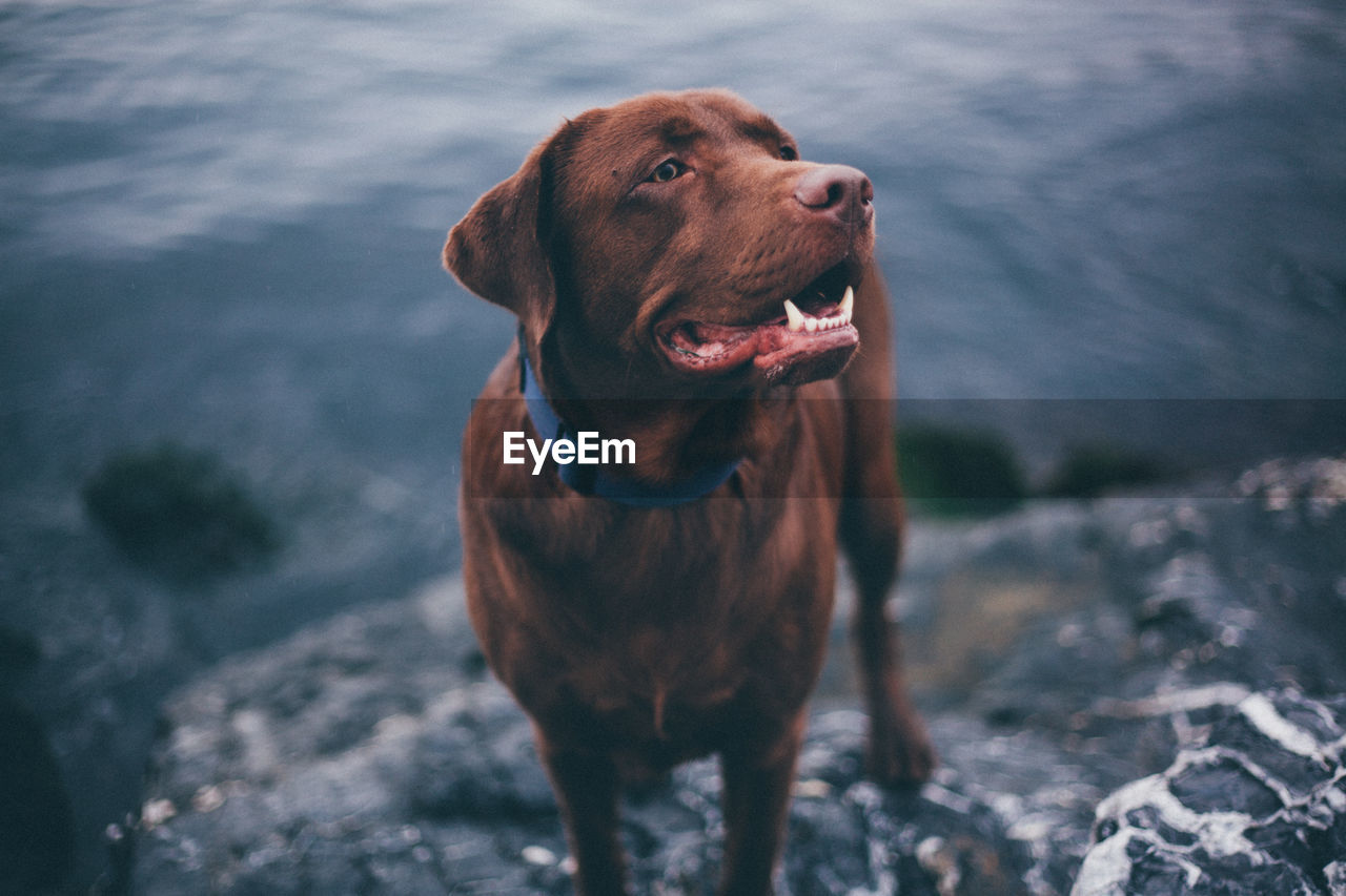 Chocolate labrador dog standing on rock at lakeshore