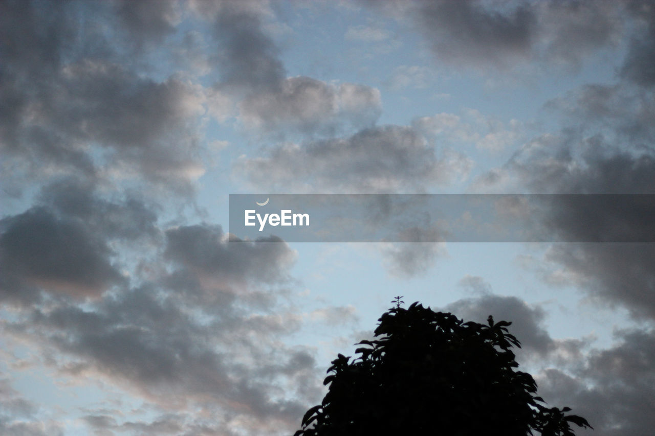 LOW ANGLE VIEW OF SILHOUETTE TREE AGAINST SKY