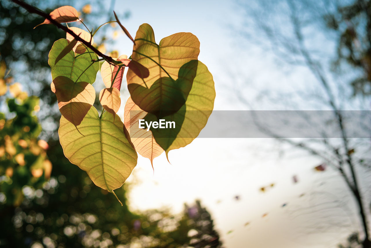 LOW ANGLE VIEW OF LEAVES ON TREE