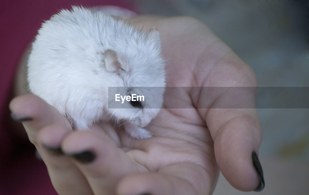 CLOSE-UP OF HAND HOLDING WHITE BABY OUTDOORS