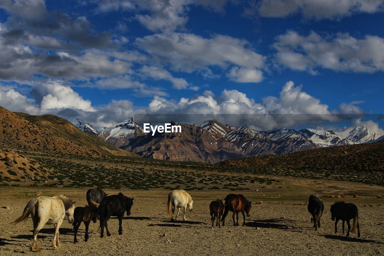 HORSES ON A FIELD