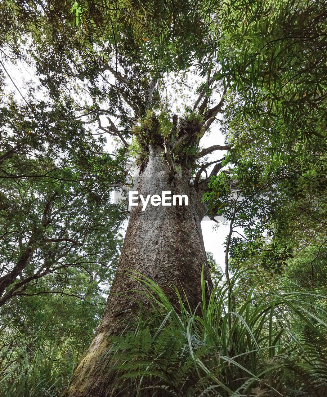 Low angle view of tree