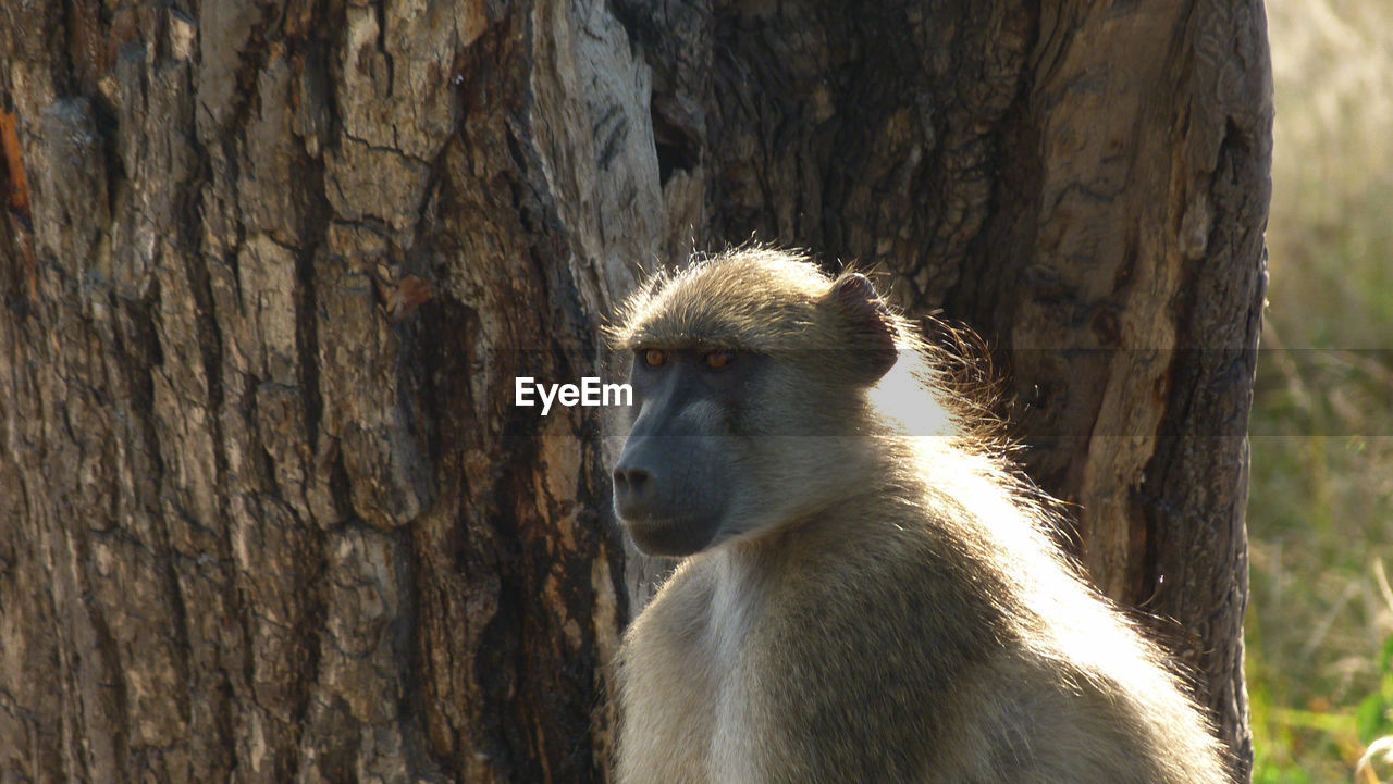 Close-up of monkey against tree trunk