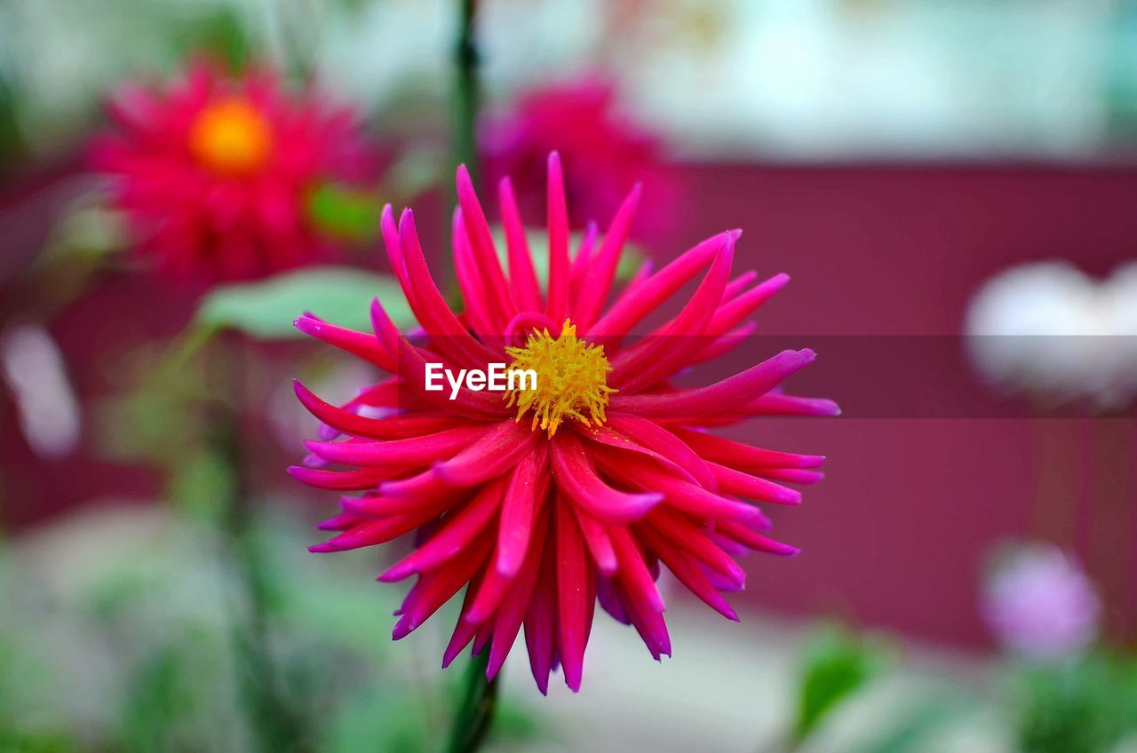 CLOSE-UP OF PINK ZINNIA BLOOMING OUTDOORS