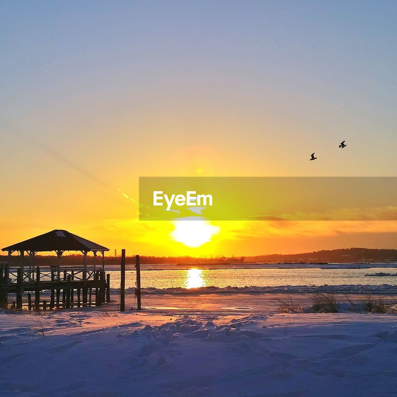 Birds flying over sea at sunset