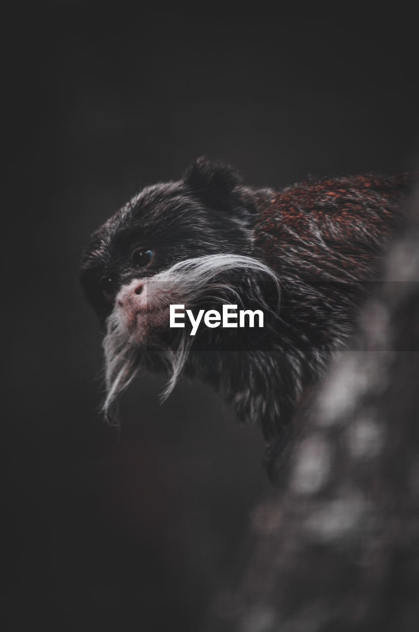 Close-up of a monkey looking away