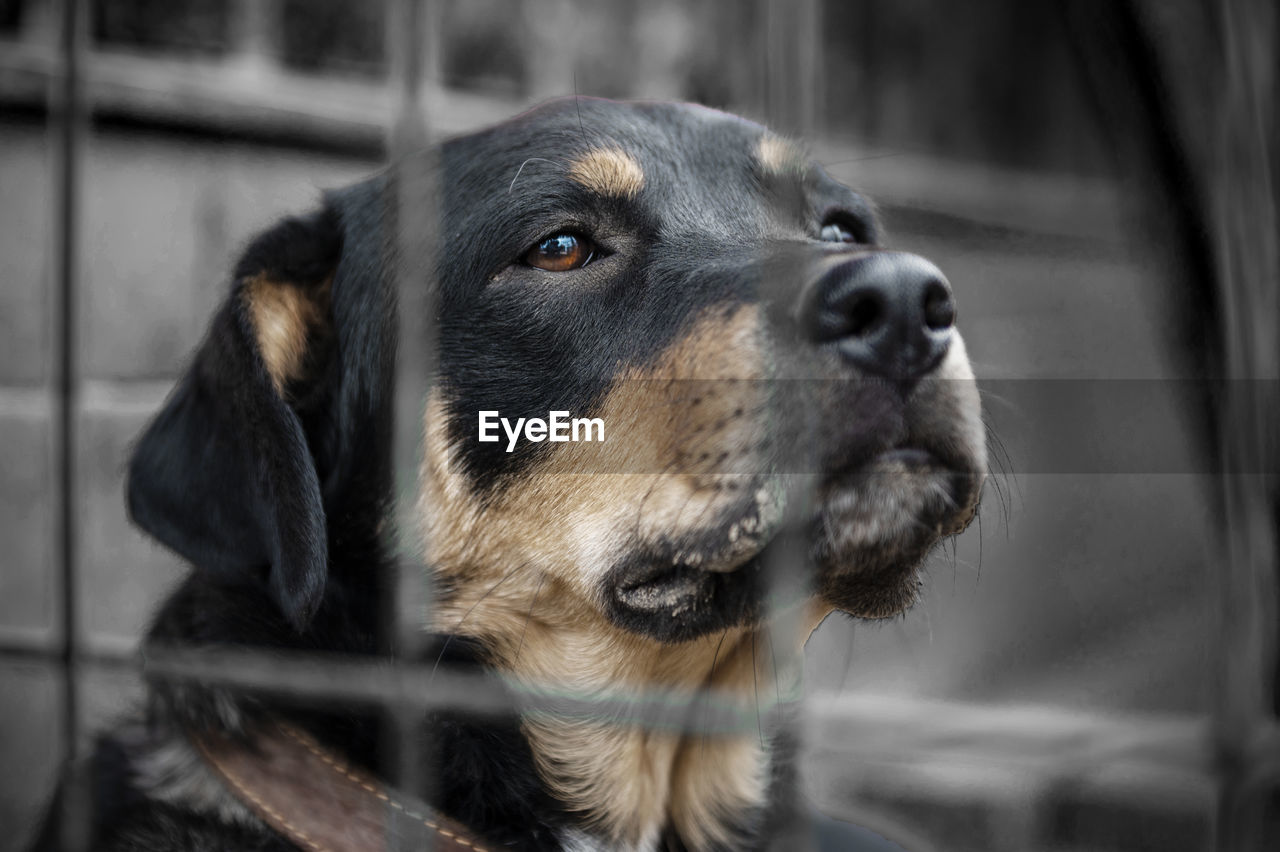 Dog in animal shelter waiting for adoption. portrait of homeless dog in animal shelter cage.