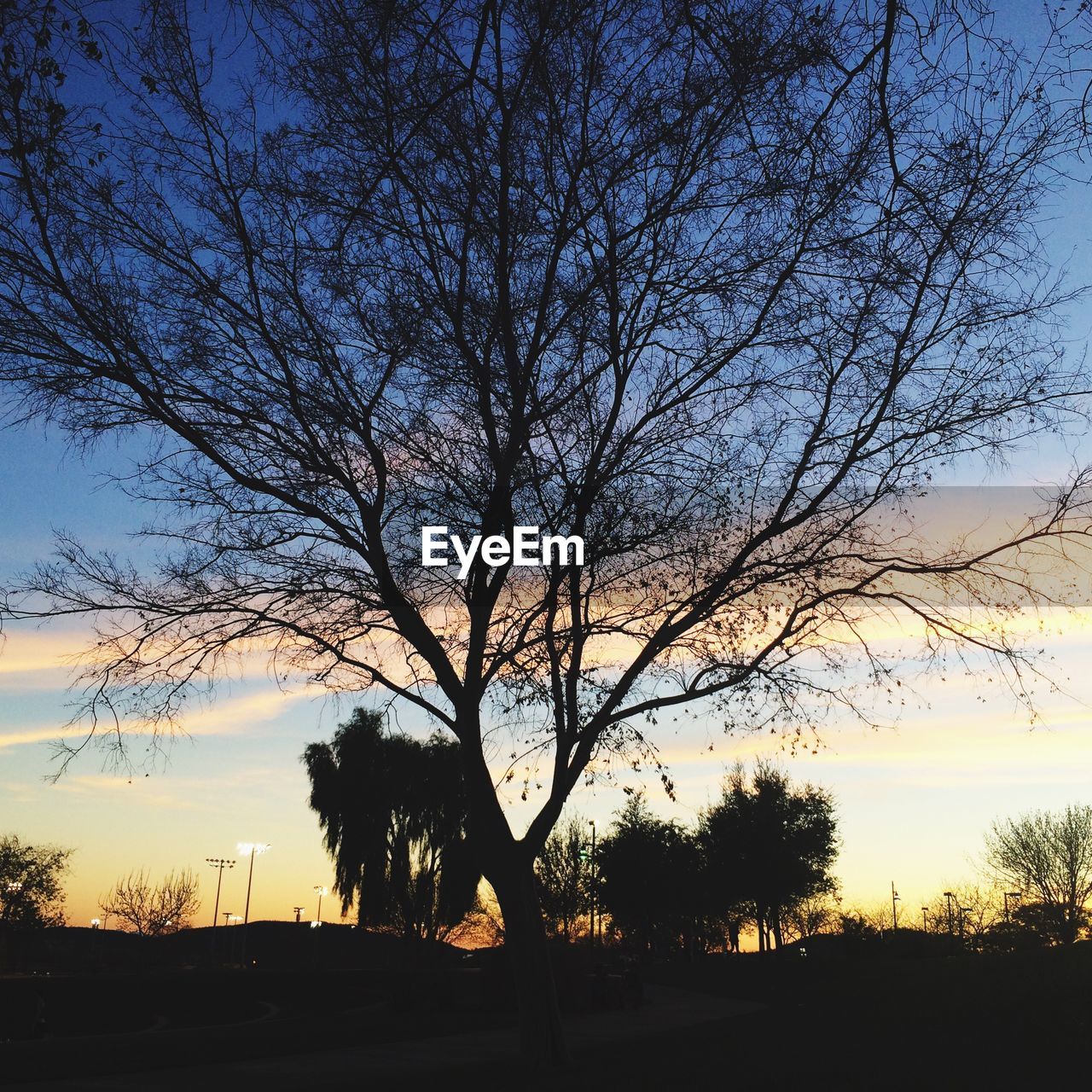 Silhouette of bare trees against sky at sunset