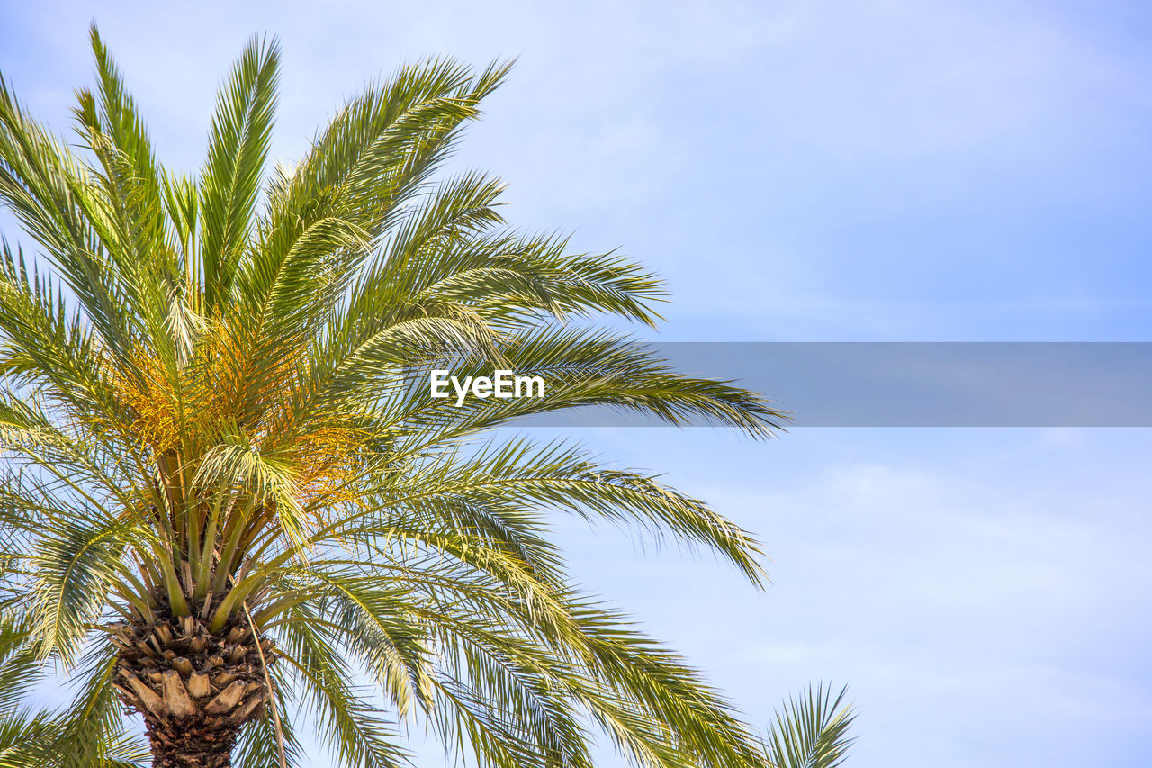 Low angle view of palm tree against sky