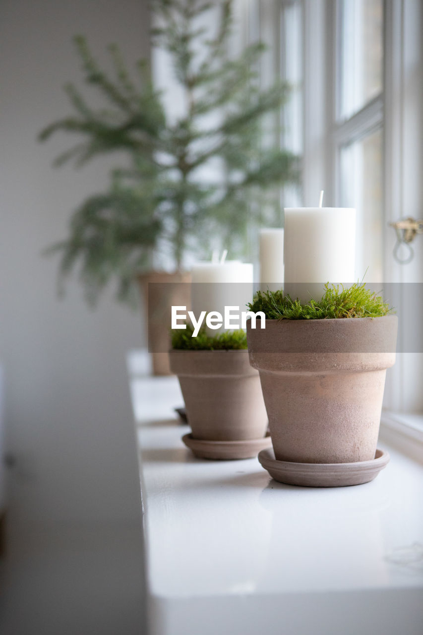 Close-up of potted plants on table at home