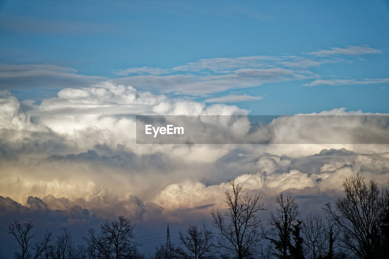 LOW ANGLE VIEW OF SILHOUETTE TREES AGAINST SKY