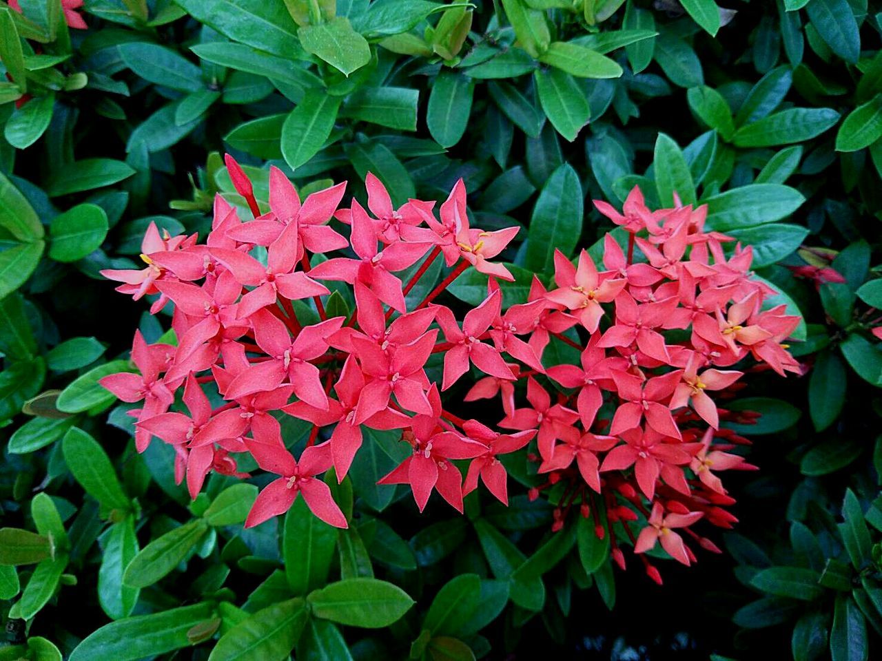 Close-up of red flowers blooming outdoors