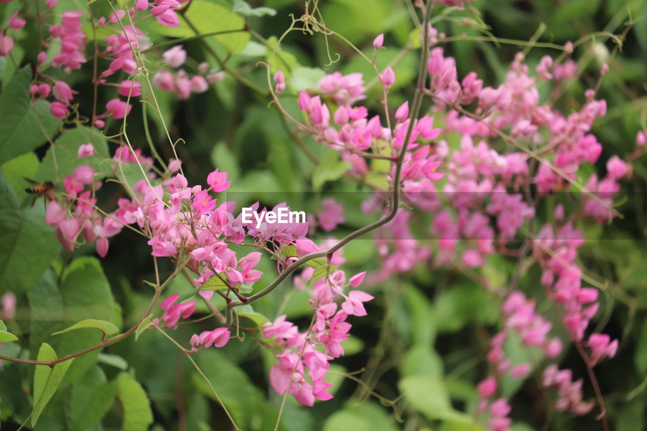 plant, flower, flowering plant, pink, beauty in nature, freshness, nature, blossom, fragility, growth, plant part, tree, leaf, close-up, shrub, no people, springtime, outdoors, botany, lilac, petal, flower head, focus on foreground, day, inflorescence, purple, wildflower, branch, selective focus, food and drink