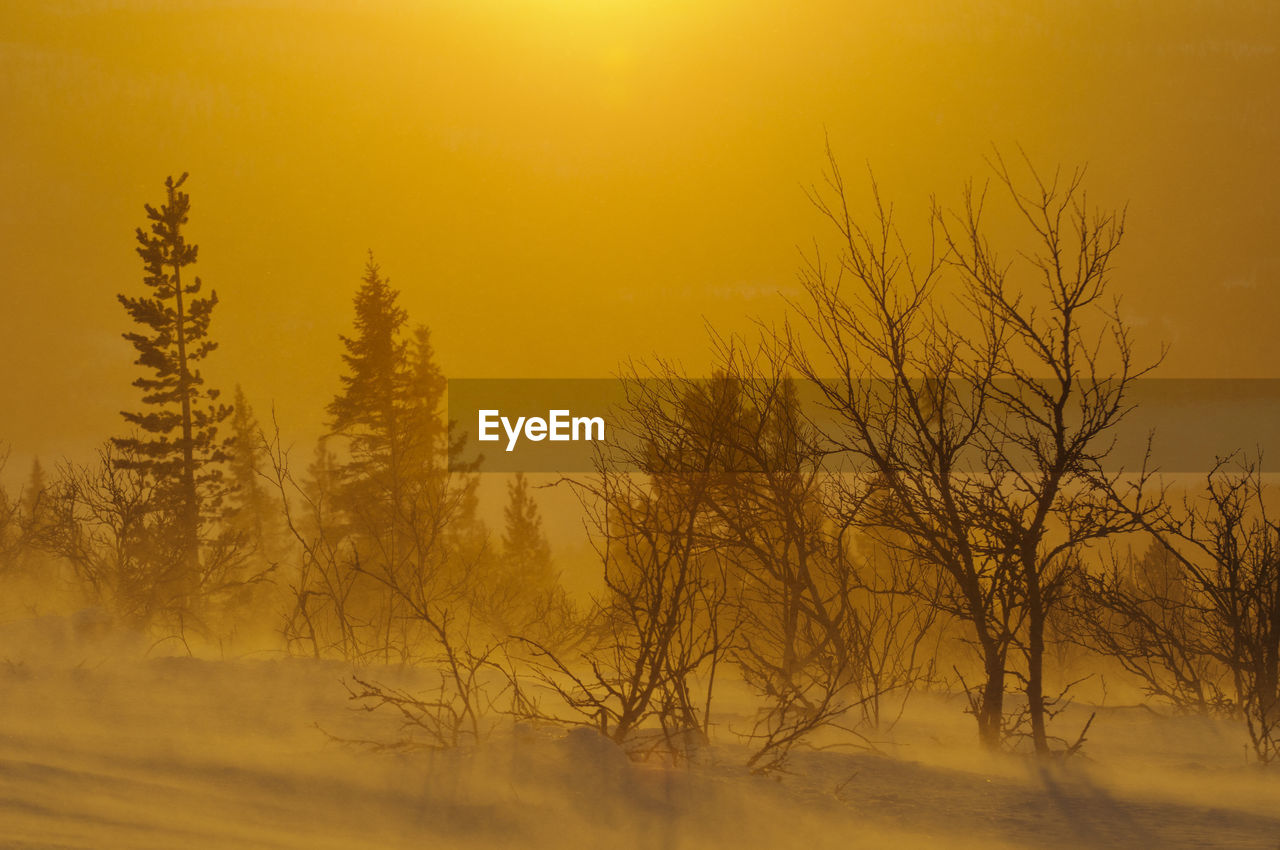 Silhouette of trees at sunset, lofsdalen, härjedalen, sweden, europe