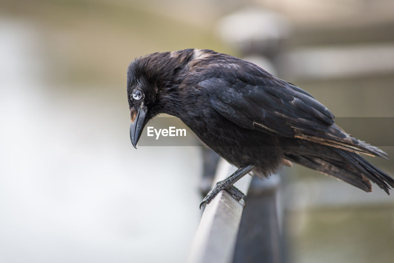 Close-up of a raven 