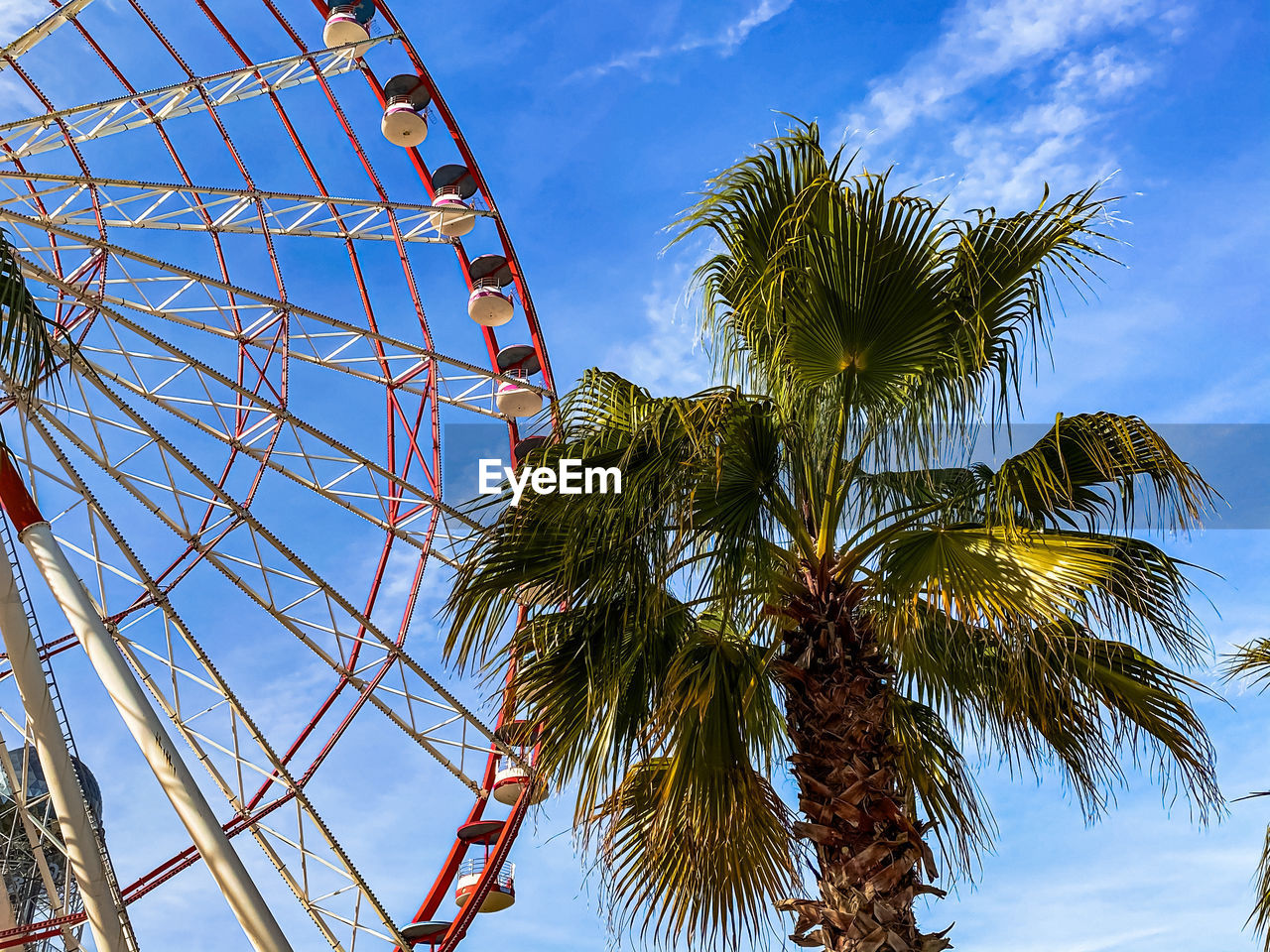 Palm tree and big dipper. sky background