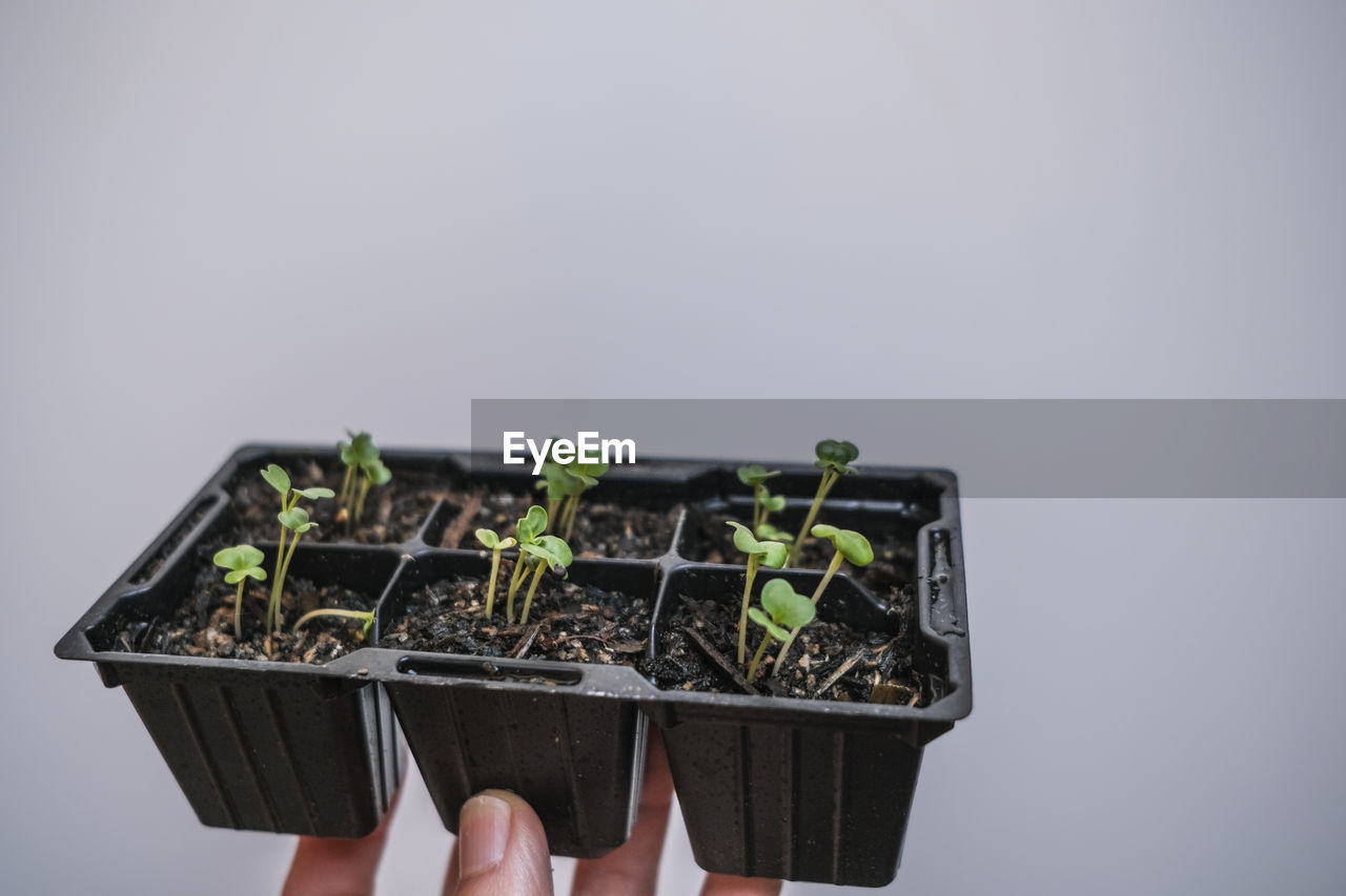 hand, studio shot, growth, one person, holding, indoors, seedling, plant, food and drink, beginnings, food, gray background, nature, copy space, adult, gray, gardening, vegetable, freshness