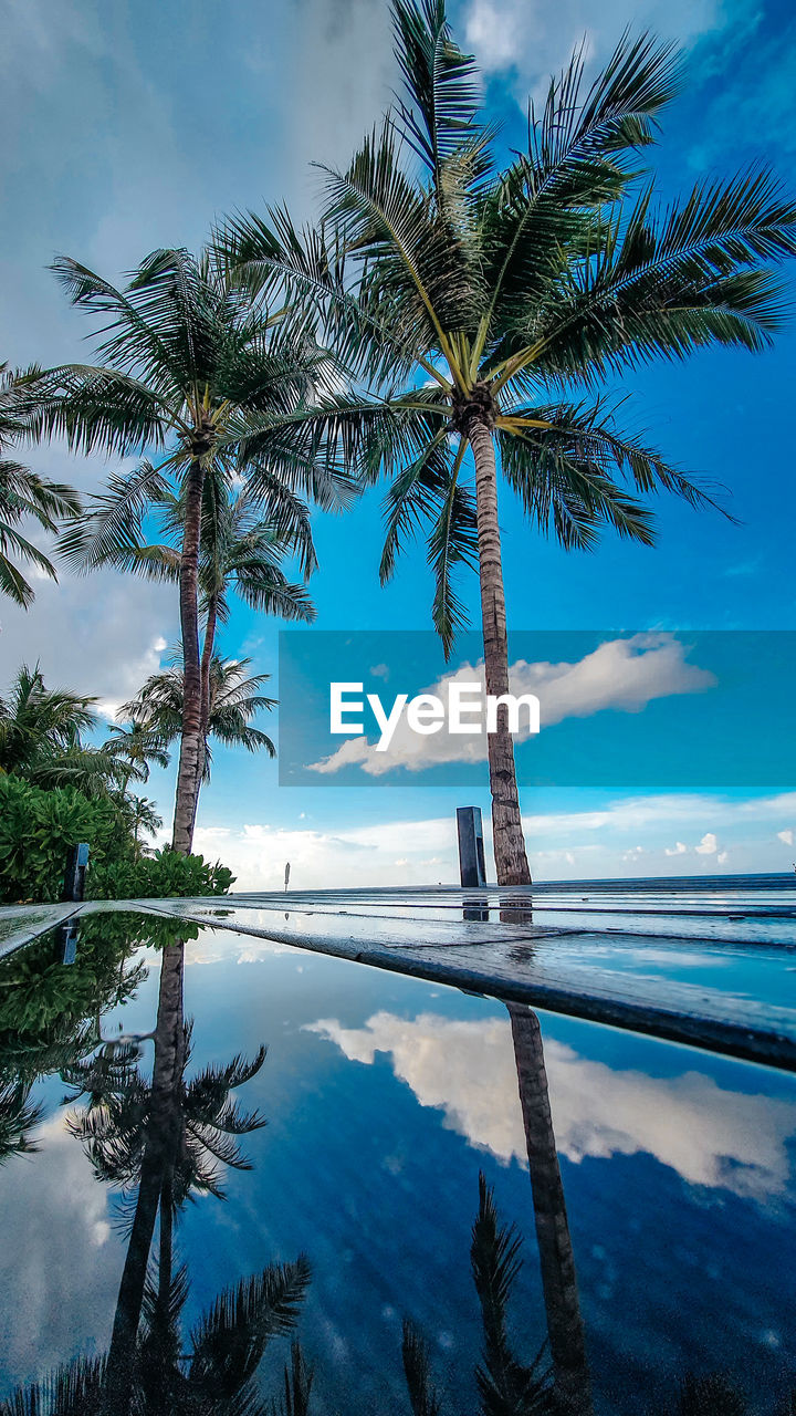 Palm tree by swimming pool against sky