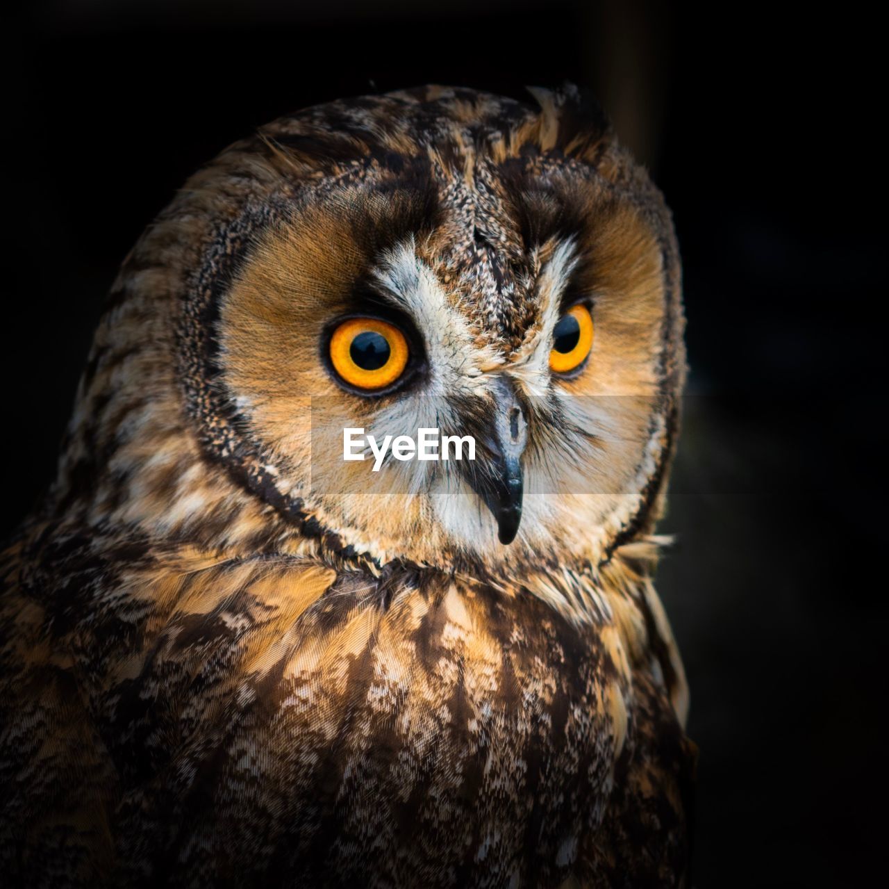 PORTRAIT OF OWL