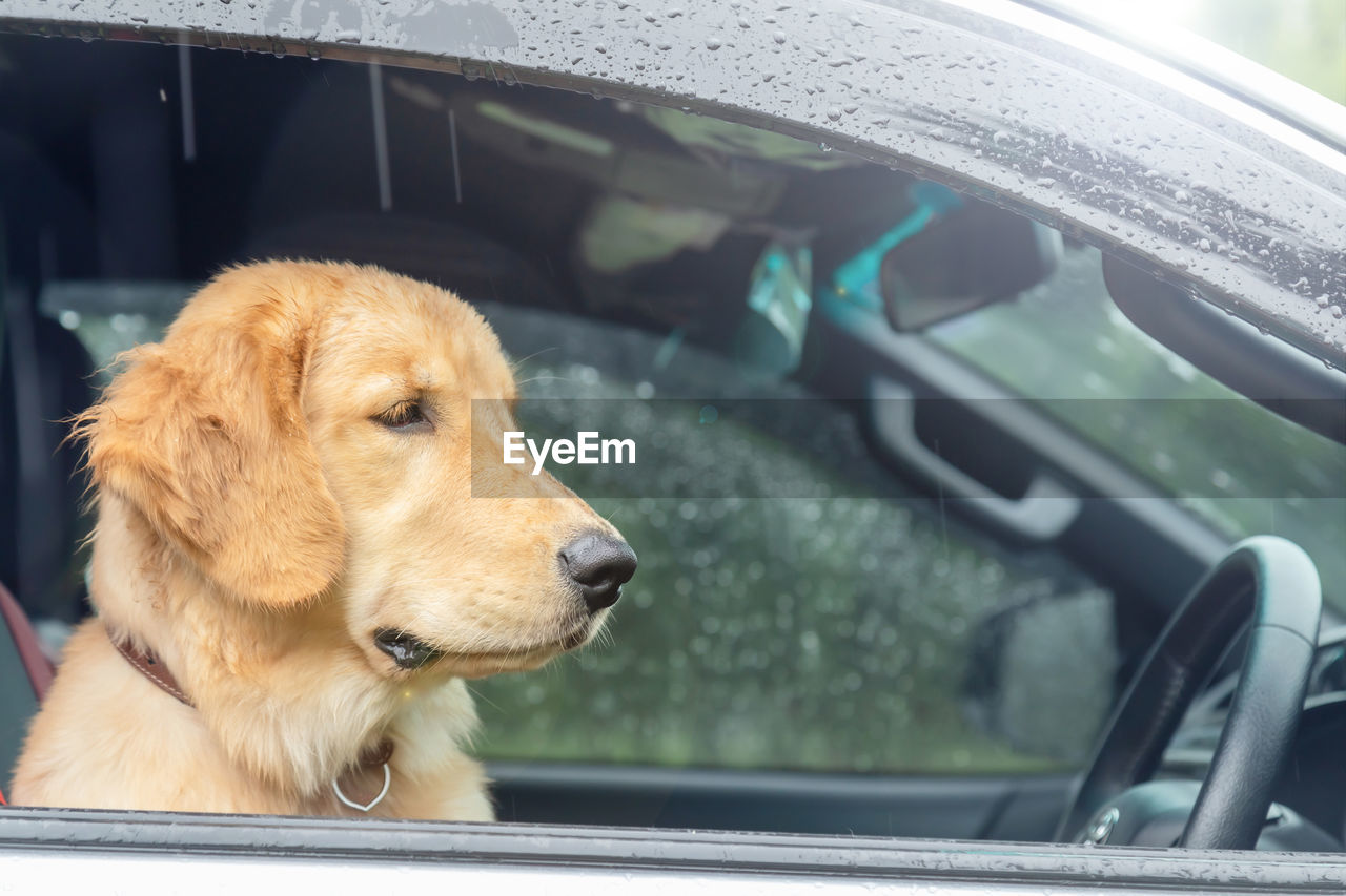Brown dog  golden retriever sitting in the car at the raining day. traveling with animal concept