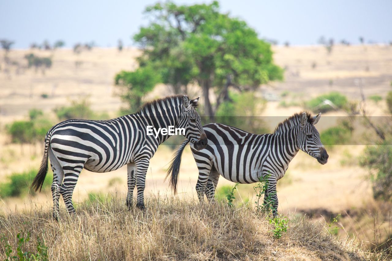 Zebras standing on field against sky