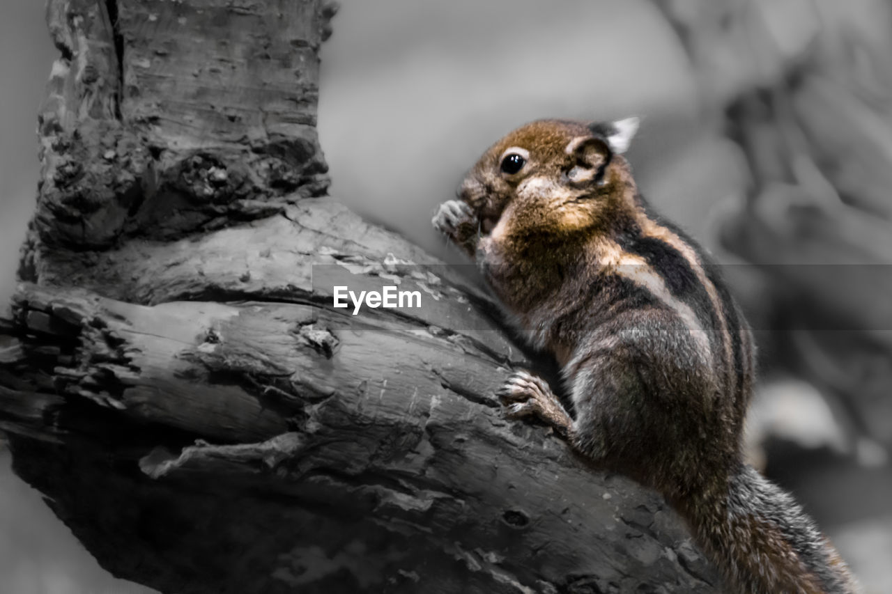 CLOSE-UP OF A SQUIRREL ON TREE