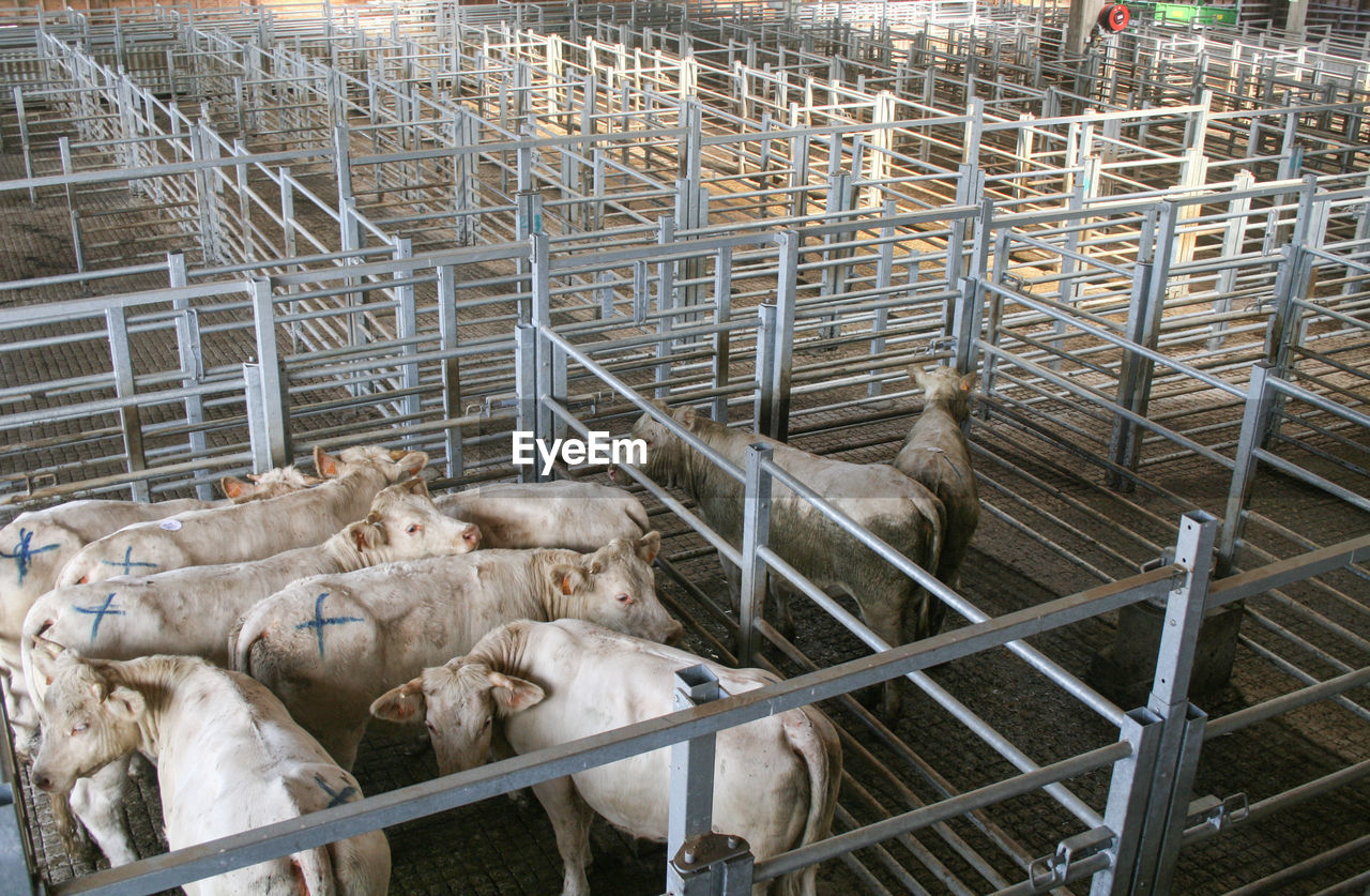 High angle view of cows in pen