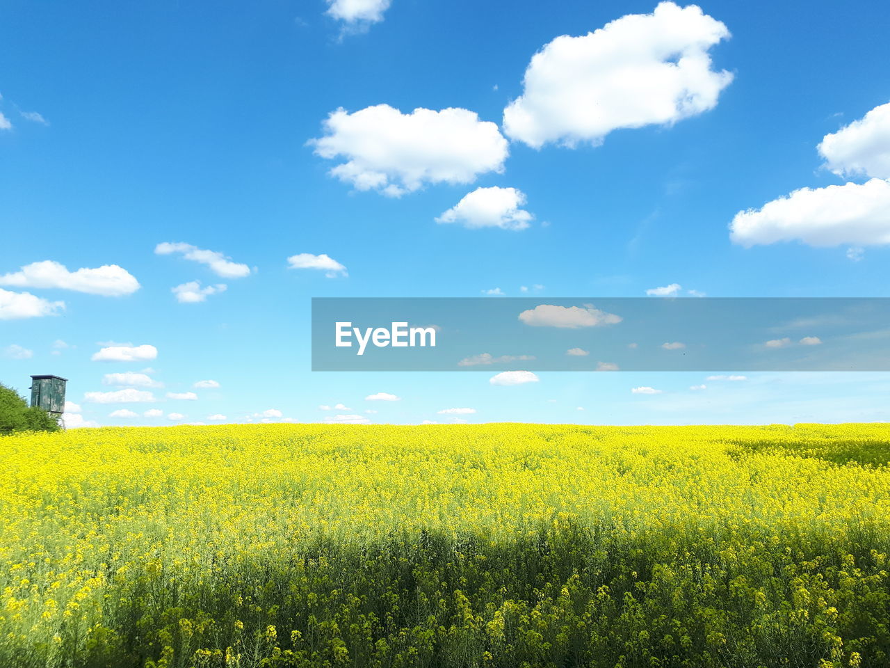 Scenic view of oilseed rape field against sky